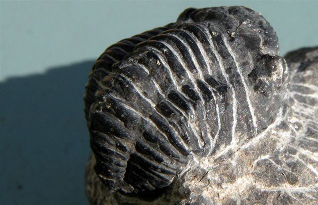 Trilobiti verosimilmente marocchine - seconda serie